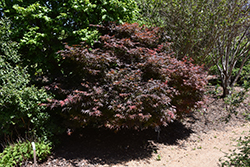 Orion Japanese Maple (Acer palmatum 'Orion') at A Very Successful Garden Center