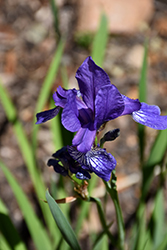 Coast Iris (Iris longipetala) at Lakeshore Garden Centres