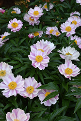 Chinese Peony (Paeonia lactiflora) at A Very Successful Garden Center