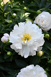 Miss America Peony (Paeonia 'Miss America') at A Very Successful Garden Center