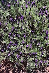 Avonview Spanish Lavender (Lavandula stoechas 'Avonview') at Lakeshore Garden Centres
