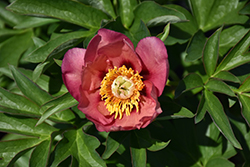 Old Rose Dandy Peony (Paeonia 'Old Rose Dandy') at Stonegate Gardens