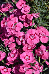 EverBloom Strawberry Tart Pinks (Dianthus 'Strawberry Tart') at Stonegate Gardens