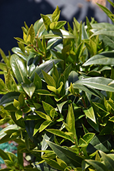 Winter Gem Sweet Box (Sarcococca 'PMOORE03') at Lakeshore Garden Centres