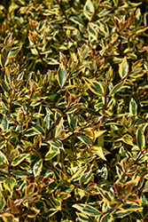 Margarita Abelia (Abelia x grandiflora 'Margarita') at Stonegate Gardens