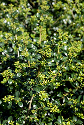 Green Lustre Japanese Holly (Ilex crenata 'Green Lustre') at A Very Successful Garden Center
