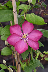 Picadilly Purple Clematis (Clematis 'Picadilly Purple') at Lakeshore Garden Centres