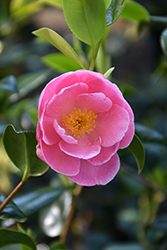 Pink Icicle Camellia (Camellia japonica 'Pink Icicle') at Stonegate Gardens