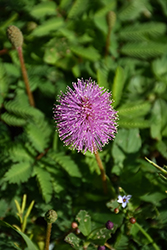 Powderpuff (Mimosa strigillosa) at A Very Successful Garden Center