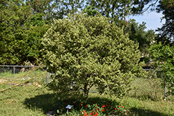 Centennial Variegated Kumquat (Fortunella margarita 'Centennial') at A Very Successful Garden Center