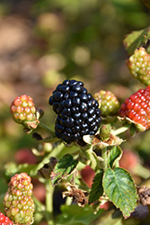 Navaho Thornless Blackberry (Rubus 'Navaho') at Lakeshore Garden Centres