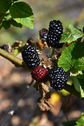 Prime-Ark Traveler Blackberry (Rubus 'APF-190T') at Lakeshore Garden Centres