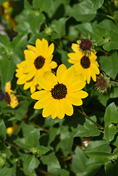 Beach Sunflower (Helianthus debilis) at A Very Successful Garden Center
