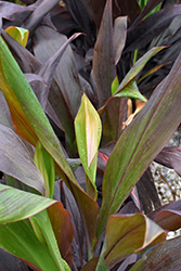 Black Magic Hawaiian Ti Plant (Cordyline fruticosa 'Black Magic') at Stonegate Gardens