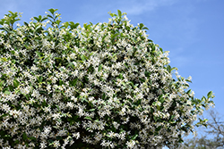 Madison Star-Jasmine (Trachelospermum jasminoides 'Madison') at Stonegate Gardens