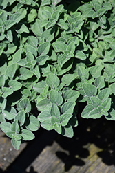 Hot And Spicy Oregano (Origanum 'Hot And Spicy') at Golden Acre Home & Garden