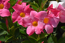 Bombshell Coral Pink Mandevilla (Mandevilla 'MANZ0001') at A Very Successful Garden Center