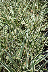Variegated Flax Lily (Dianella tasmanica 'Variegata') at A Very Successful Garden Center