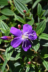 Princess Flower (Tibouchina semidecandra) at A Very Successful Garden Center