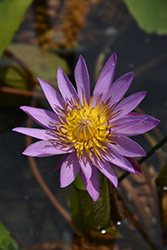 Shirley Byrne Tropical Water Lily (Nymphaea 'Shirley Byrne') at Lakeshore Garden Centres