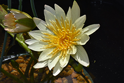Stan Skinger Tropical Water Lily (Nymphaea 'Stan Skinger') at Lakeshore Garden Centres