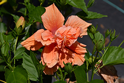 Double Peach Hibiscus (Hibiscus rosa-sinensis 'Double Peach') at Lakeshore Garden Centres