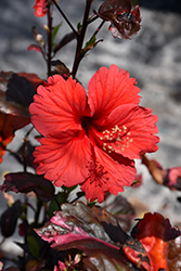 Fire and Ice Hibiscus (Hibiscus rosa-sinensis 'Fire and Ice') at Lakeshore Garden Centres