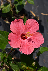 Painted Lady Hibiscus (Hibiscus rosa-sinensis 'Painted Lady Pink') at Lakeshore Garden Centres