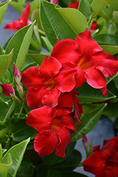 Tropical Breeze Velvet Red Mandevilla (Mandevilla 'Tropical Breeze Velvet Red') at A Very Successful Garden Center