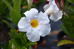 Sundenia White Mandevilla (Mandevilla 'Sundenia White') at Lakeshore Garden Centres