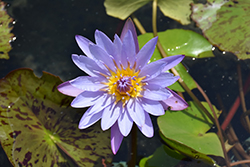 William McLane Tropical Water Lily (Nymphaea 'William McLane') at Lakeshore Garden Centres
