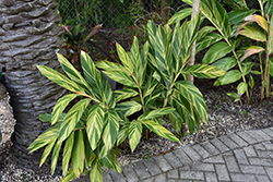 Variegated Shell Ginger (Alpinia zerumbet 'Variegata') at A Very Successful Garden Center