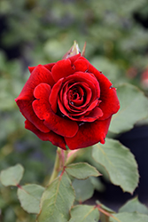 Don Juan Rose (Rosa 'Don Juan') at A Very Successful Garden Center