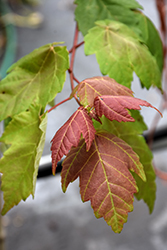 Florida Flame Red Maple (Acer rubrum 'Florida Flame') at A Very Successful Garden Center