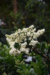 Japanese Privet (Ligustrum japonicum) at Lakeshore Garden Centres