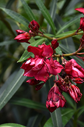 Cardinal Red Oleander (Nerium oleander 'Cardinal Red') at A Very Successful Garden Center