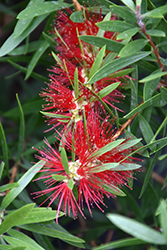 Red Cluster Bottlebrush (Callistemon viminalis 'Red Cluster') at A Very Successful Garden Center