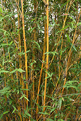 Alphonse Karr Bamboo (Bambusa multiplex 'Alphonse Karr') at A Very Successful Garden Center