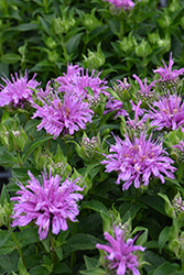 Leading Lady Orchid Beebalm (Monarda 'Leading Lady Orchid') at A Very Successful Garden Center