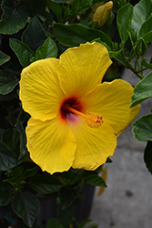 Tequila Hibiscus (Hibiscus rosa-sinensis 'Tequila') at A Very Successful Garden Center