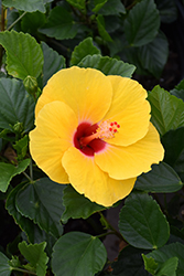 Lilikoi Yellow Hibiscus (Hibiscus rosa-sinensis 'Lilikoi Yellow') at A Very Successful Garden Center