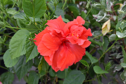 Double Red Hibiscus (Hibiscus rosa-sinensis 'Double Red') at Lakeshore Garden Centres