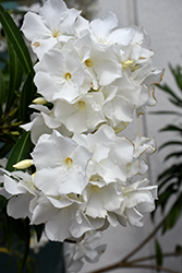 Petite White Oleander (Nerium oleander 'Petite White') at A Very Successful Garden Center