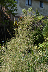 Bamboo Muhly (Muhlenbergia dumosa) at A Very Successful Garden Center