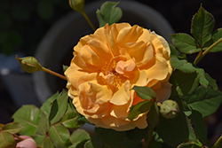 Rise Up Amberness Rose (Rosa 'CHEWAMBERNESS') at A Very Successful Garden Center