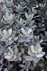 Silver Buttonwood (Conocarpus erectus var. sericeus) at A Very Successful Garden Center