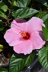 Seminole Pink Hibiscus (Hibiscus rosa-sinensis 'Seminole Pink') at A Very Successful Garden Center