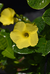 Yellow Mandevilla (Mandevilla sanderi 'Yellow') at A Very Successful Garden Center