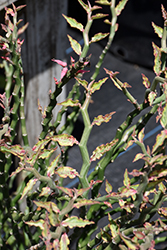 Redbird Flower (Euphorbia tithymaloides) at Lakeshore Garden Centres