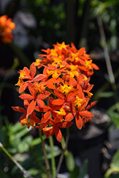 Fire Star Orchid (Epidendrum radicans) at A Very Successful Garden Center